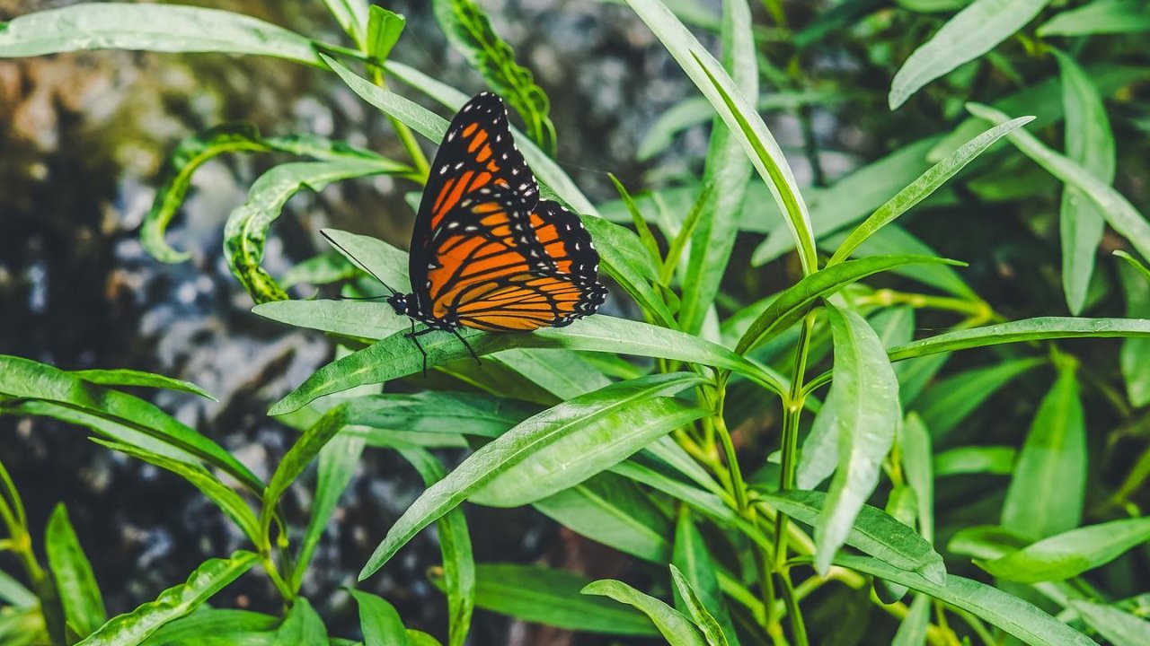 close up shot of a butterfly on a blade of grass