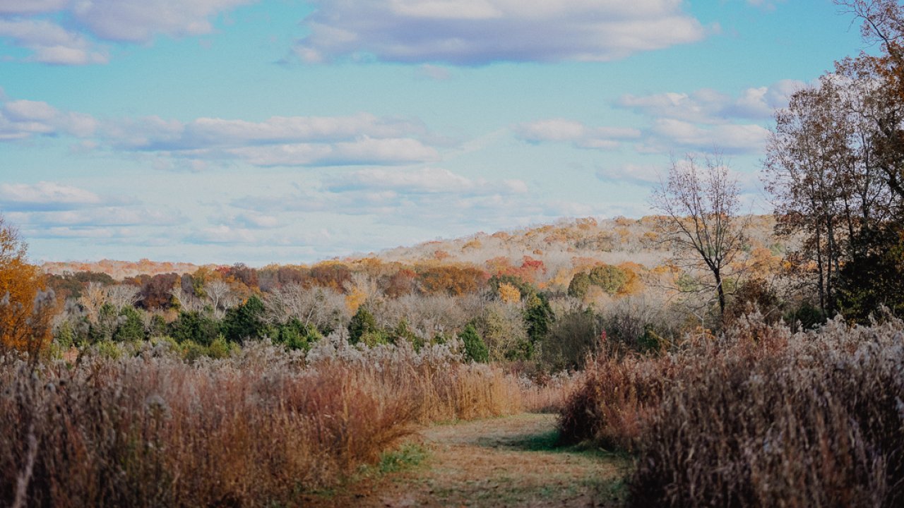 A serene autumn landscape with a grassy path winding through tall, dry grass. Trees with colorful fall foliage are beneath a bright blue sky with fluffy clouds.