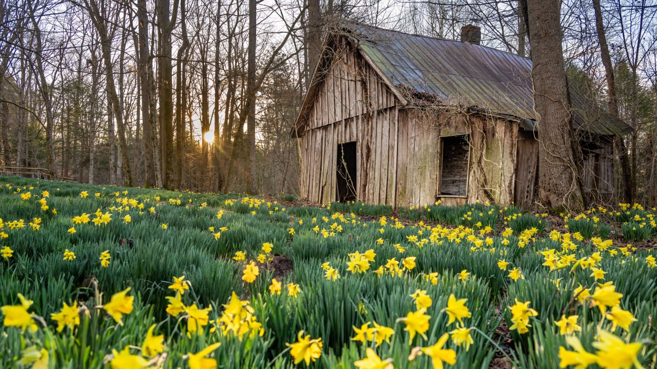 daffodils surrounding a wooden shed in the forest