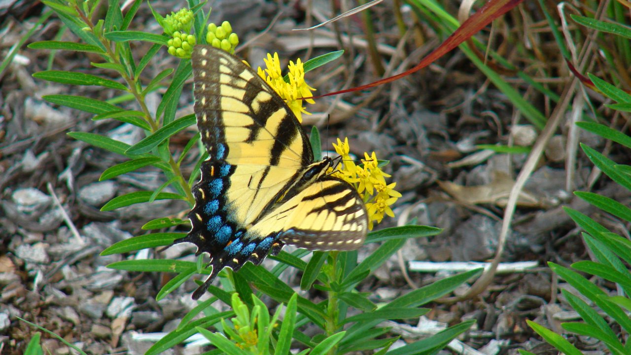 Yellow butterfly on bright yellow flowers, surrounded by green leaves.