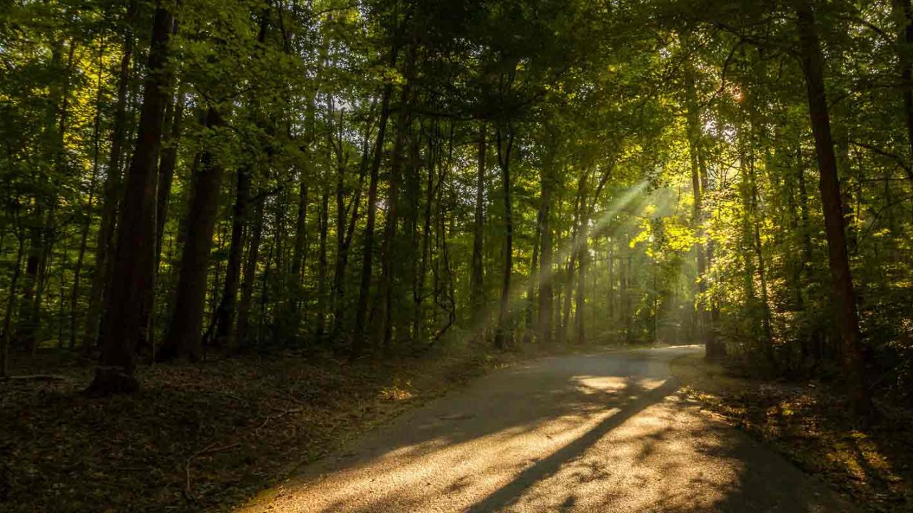 A sunlit forest path with tall green trees on both sides. Sunbeams filter through the foliage, casting warm light and gentle shadows on the road, creating a serene, peaceful atmosphere.