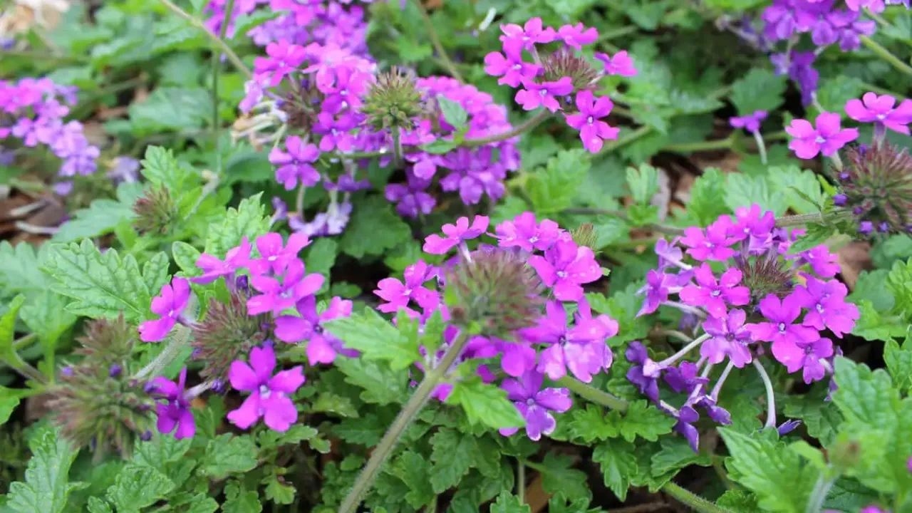A cluster of vibrant purple flowers surrounded by lush green leaves in a garden bed.