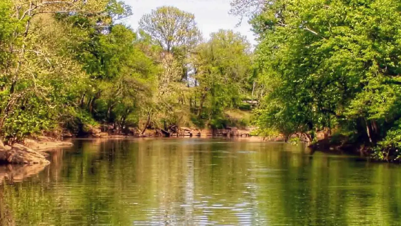 Tree-lined river with green foliage reflecting on the water on a sunny day.