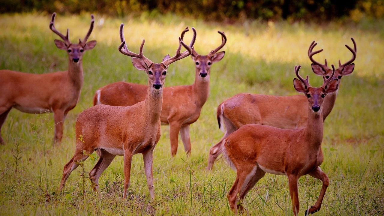 Five deer with antlers standing in a grassy field.