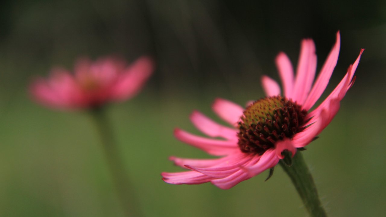 Close-up of a vibrant pink daisy with a textured brown center in focus against a blurred green background.