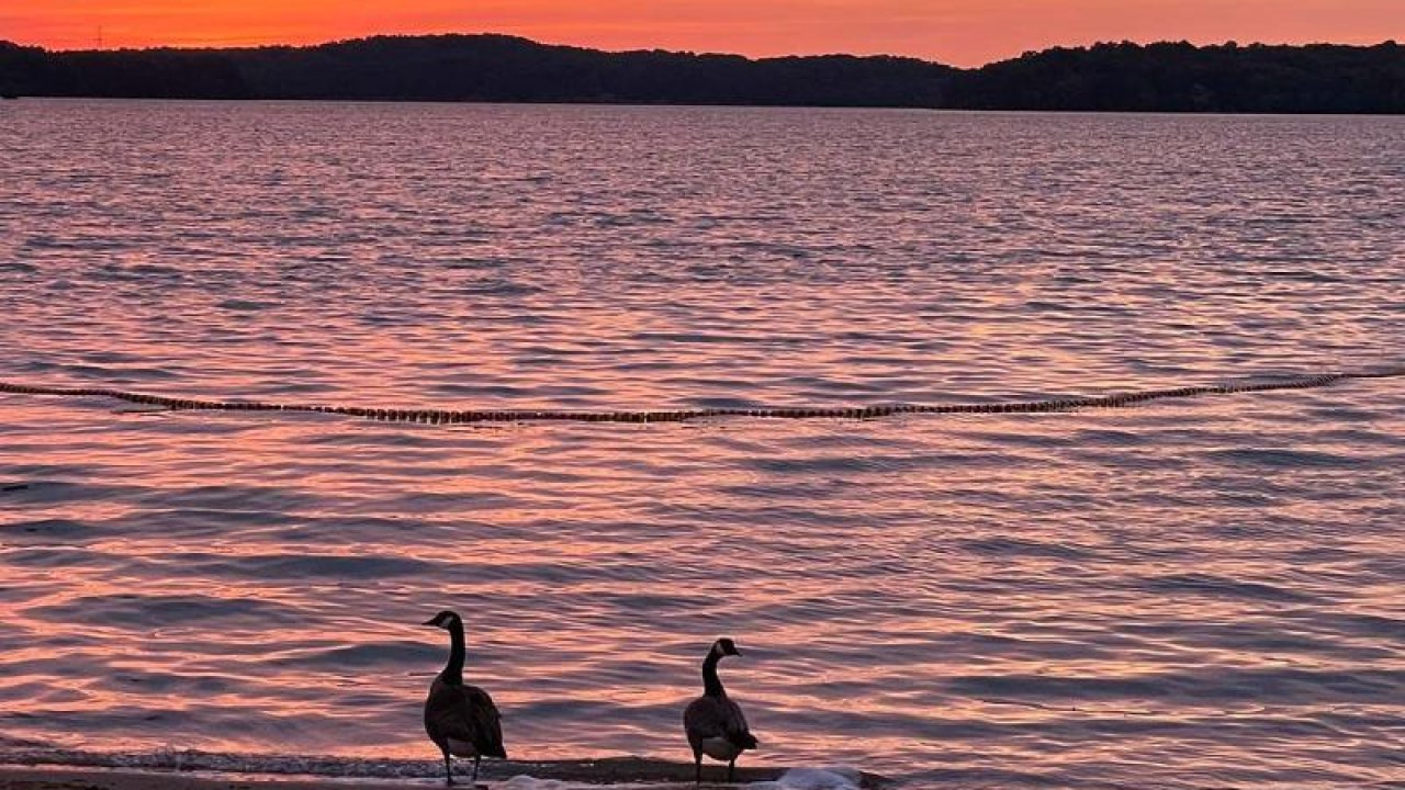 Two geese stand on a sandy lakeshore during sunset, with vibrant pink and orange hues.