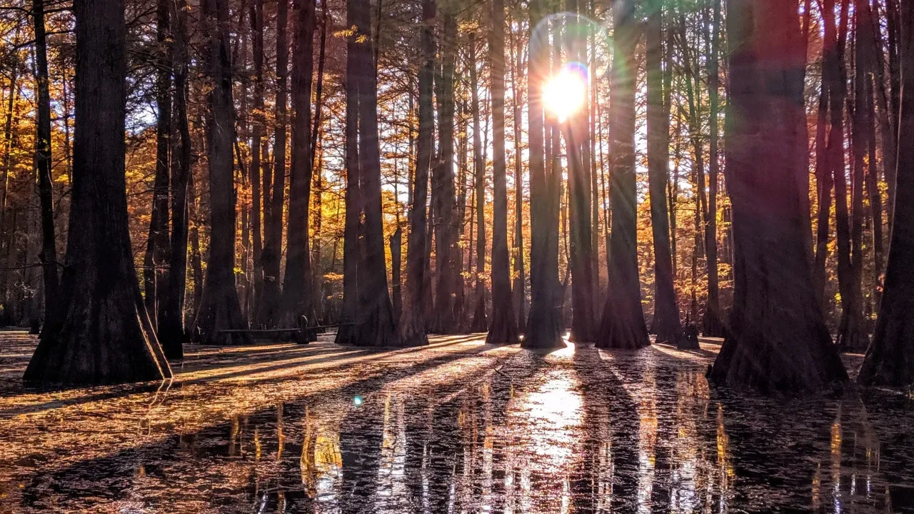 Sunlight filtering through tall trees over a reflective forest floor.