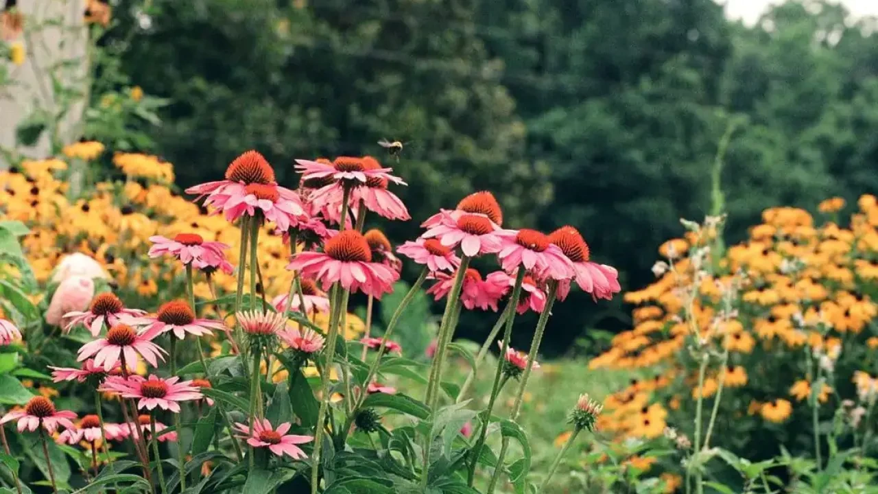Pink coneflowers and yellow wildflowers bloom in a lush garden, with a bee hovering nearby. Green foliage and dense trees create a serene backdrop.