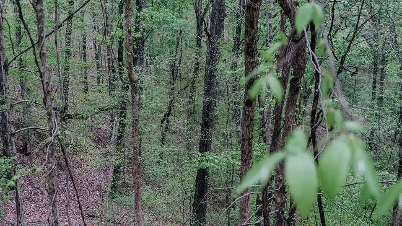 A dense forest scene with tall, thin trees covered in green leaves, and the forest floor blanketed in fallen leaves.