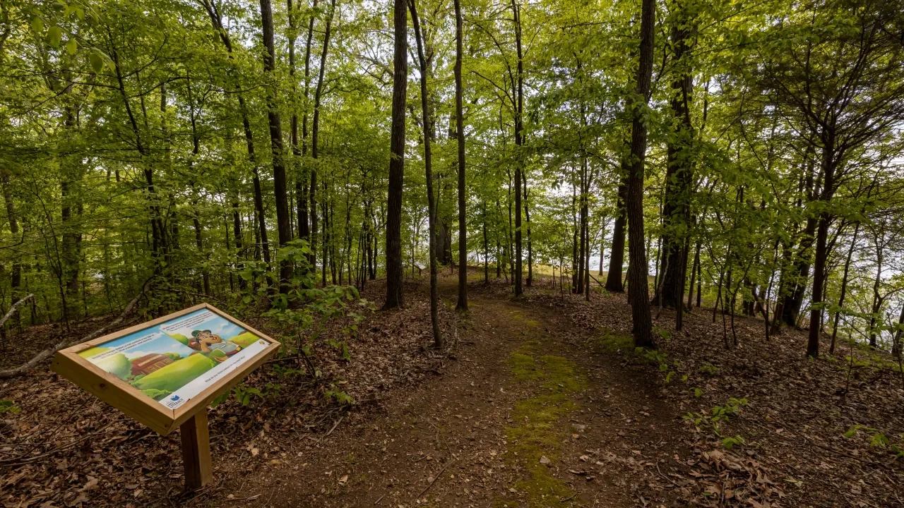 HDR shot of a forest pathway lined with tall trees and fallen leaves.