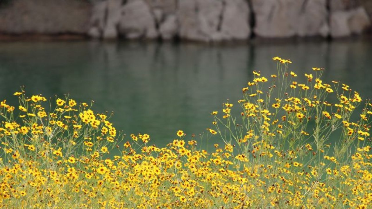 Yellow wildflowers by a lake with rocky cliffs in the background.