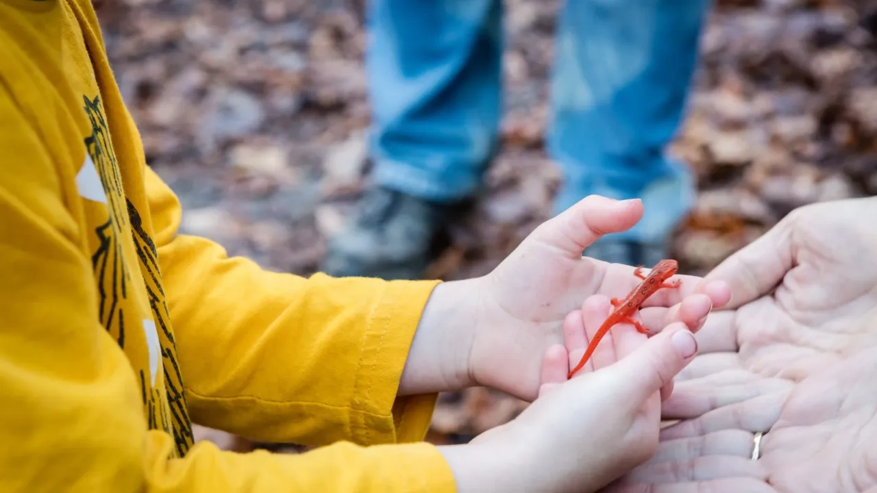 Child holding a small red salamander in cupped hands, wearing a yellow sleeve.