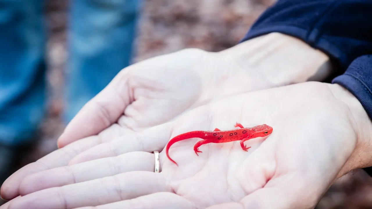 Bright red newt resting on open hands.