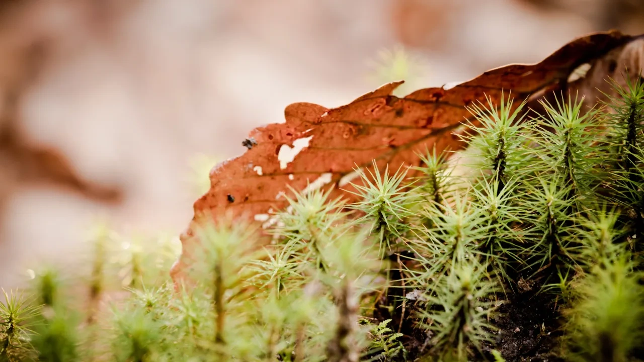 Close-up of green moss with a dry brown leaf above.