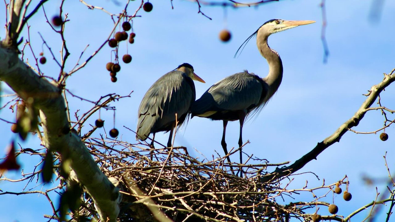 Two herons standing in a nest on a tree branch against a blue sky.