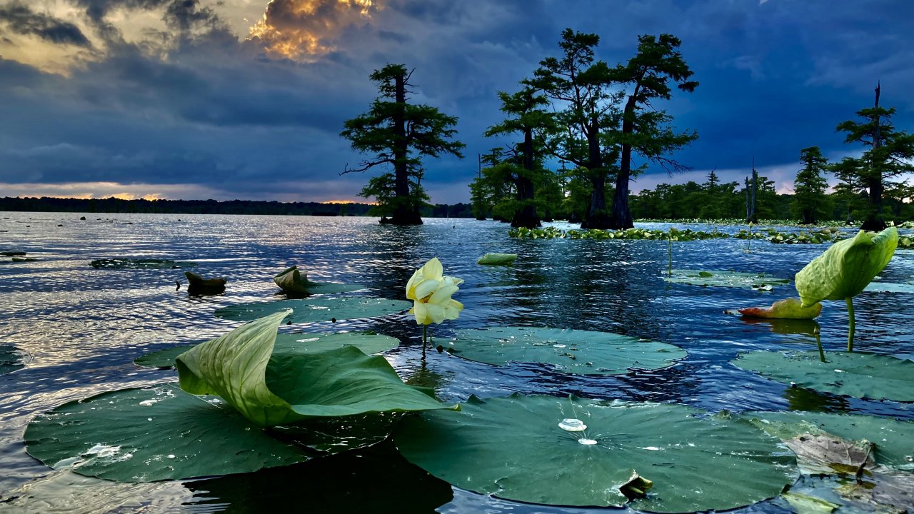 Serene lake with green lily pads and yellow flowers in the foreground. Tall trees reflect in the water under a dramatic cloudy sky at sunset.
