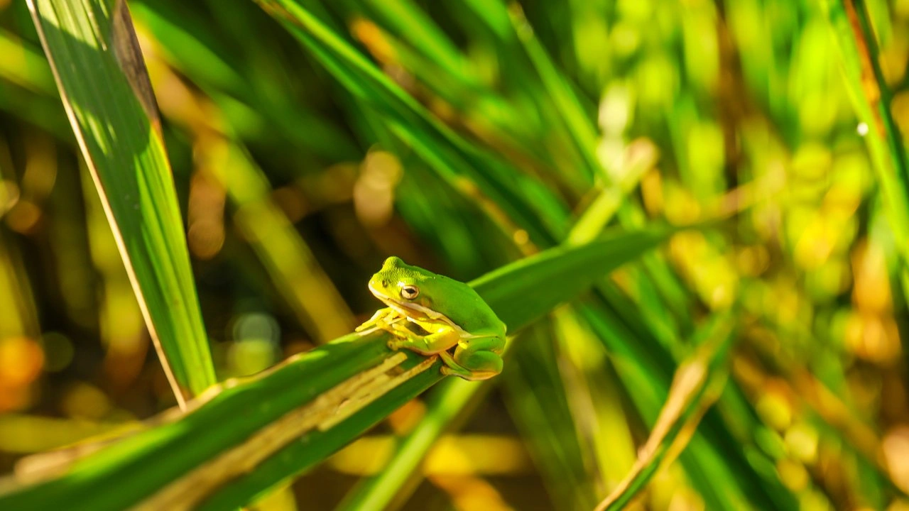 Small green frog perched on a sunlit leaf in a grassy area.
