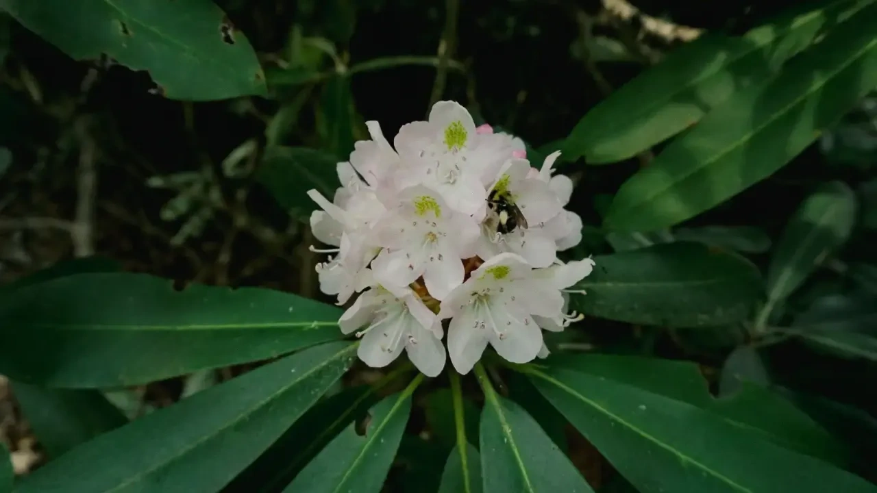 White rhododendron flower with a bee, surrounded by dark green leaves.