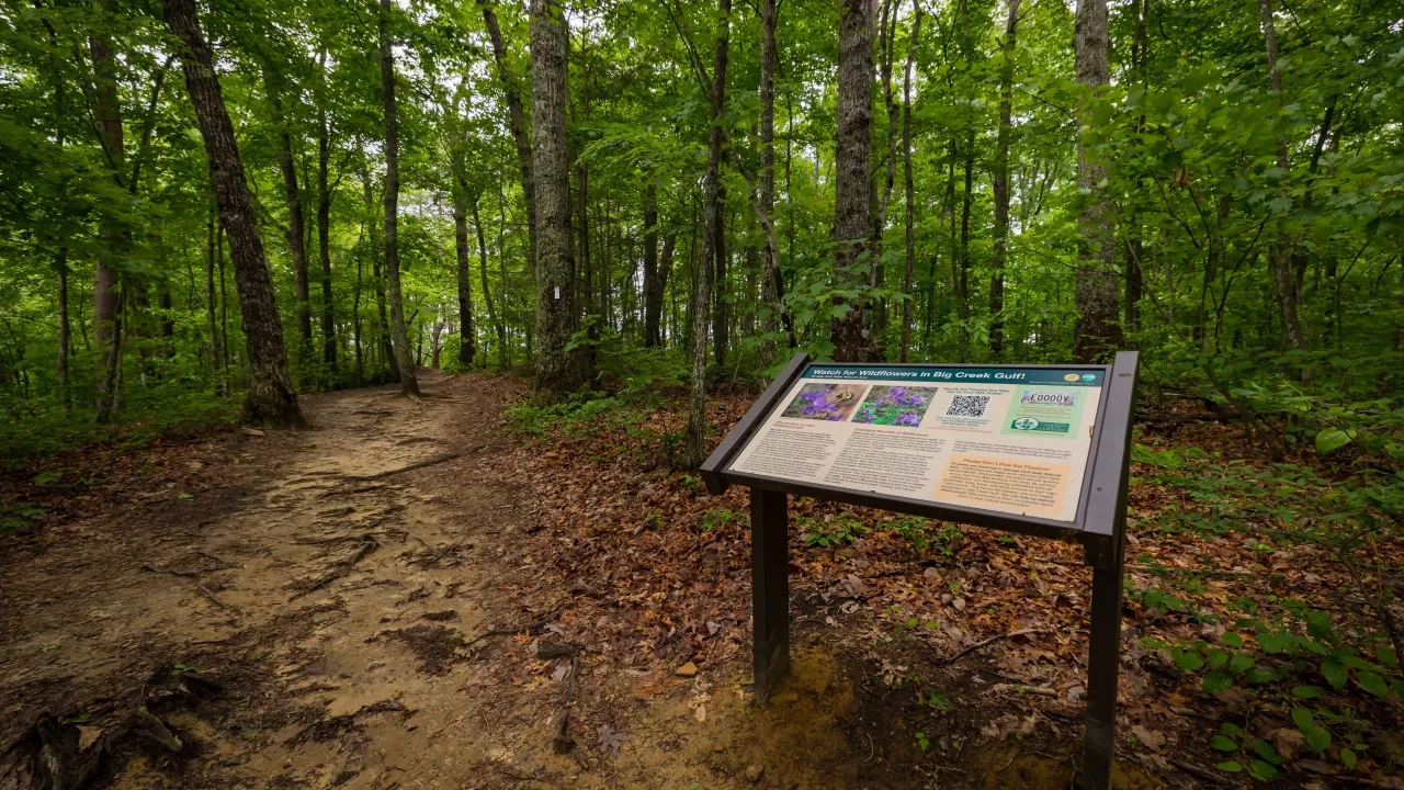 A forest trail with a wooden informational sign about plant species is surrounded by lush green trees and foliage, creating a serene and inviting atmosphere.