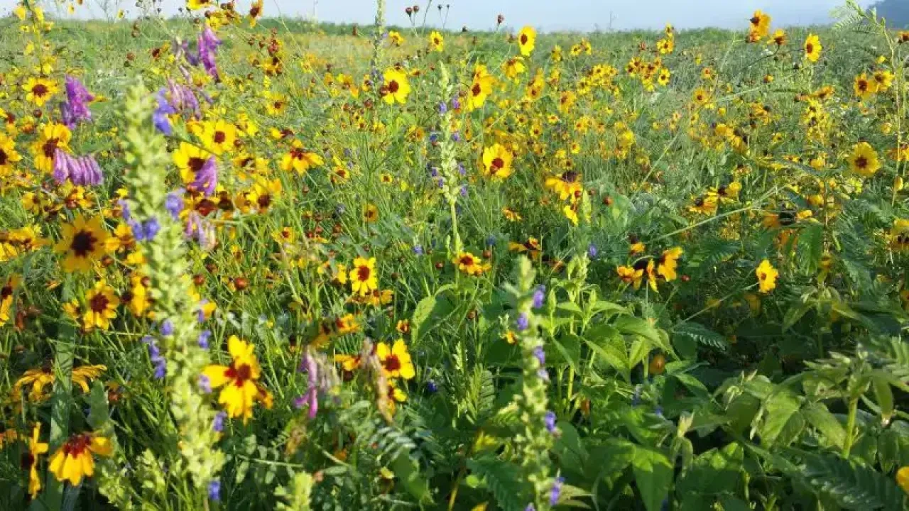 A vibrant field of wildflowers with yellow blooms and a sprinkling of purple flowers. Green foliage spreads throughout, creating a lively summer scene.