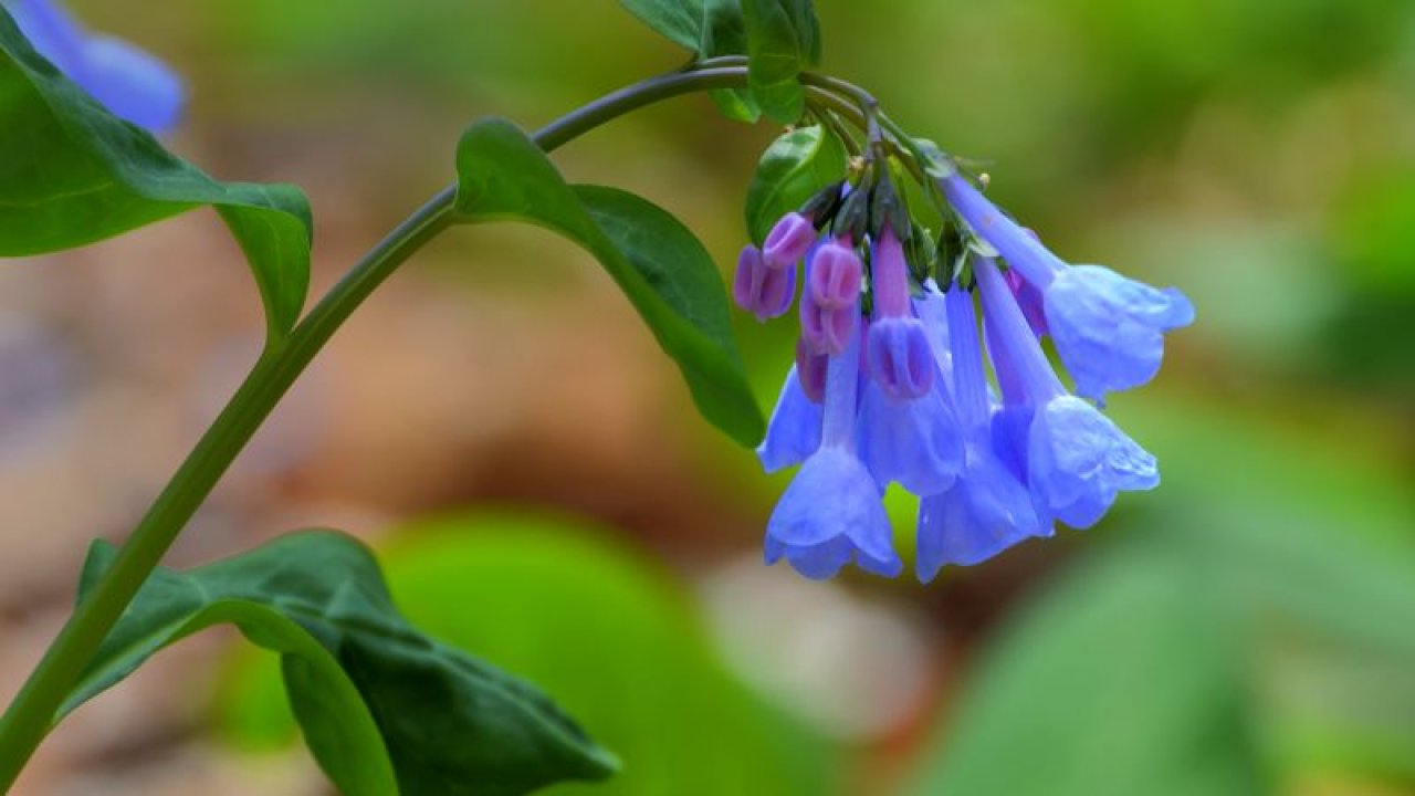 Close-up of vibrant bluebell flowers with tubular blossoms and green leaves against a blurred natural background, conveying a serene springtime feel.