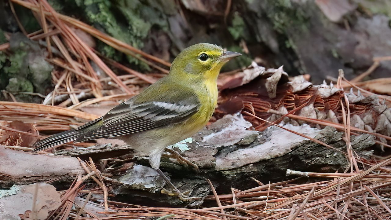  A small yellow-green bird with a white belly and dark wings stands on a forest floor covered in pine needles and bark, conveying a peaceful, natural setting.