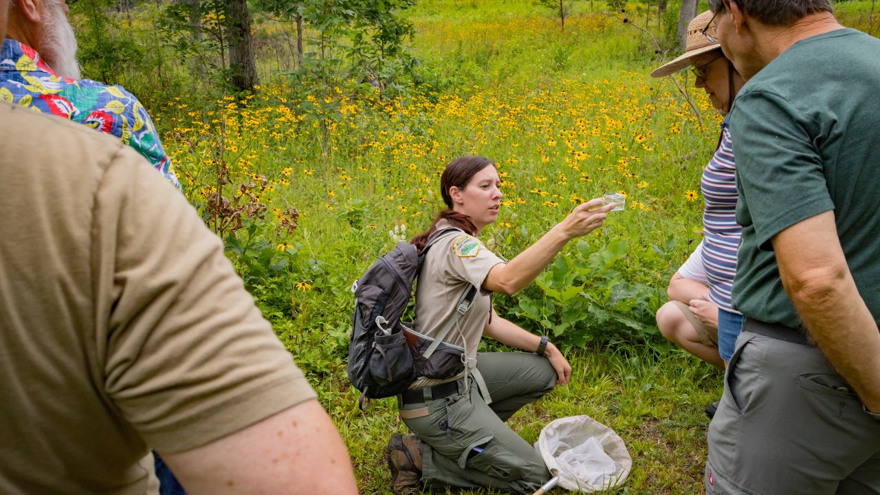 A park ranger kneels on a green field dotted with yellow wildflowers, showing an insect in a container to a group. The scene is educational and serene.