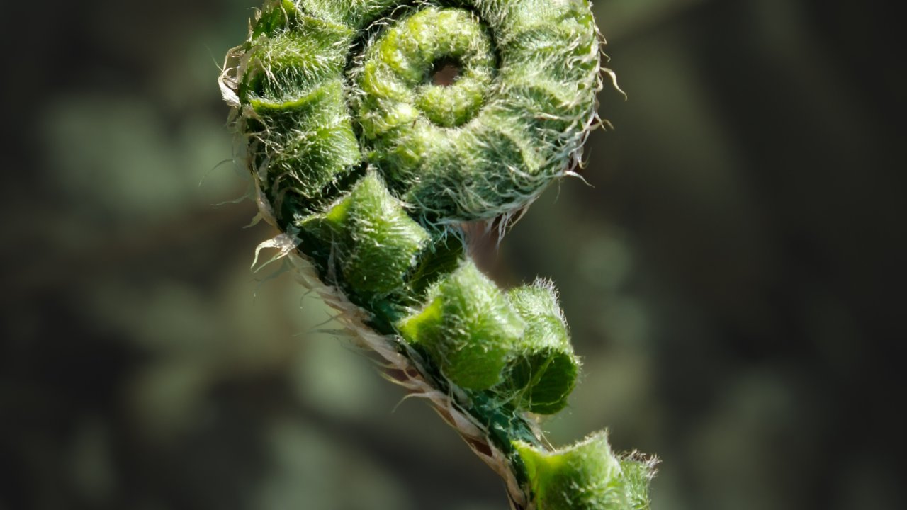 Close-up of a curled green fern unfurling against a dark, blurred background. The image conveys a sense of new growth and natural beauty.