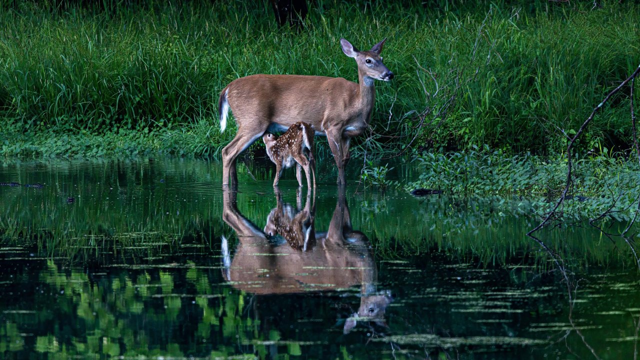 A doe and fawn stand by a lush green forest, reflected in a serene pond. The scene is tranquil, capturing nature's beauty and the deer’s gentle presence.