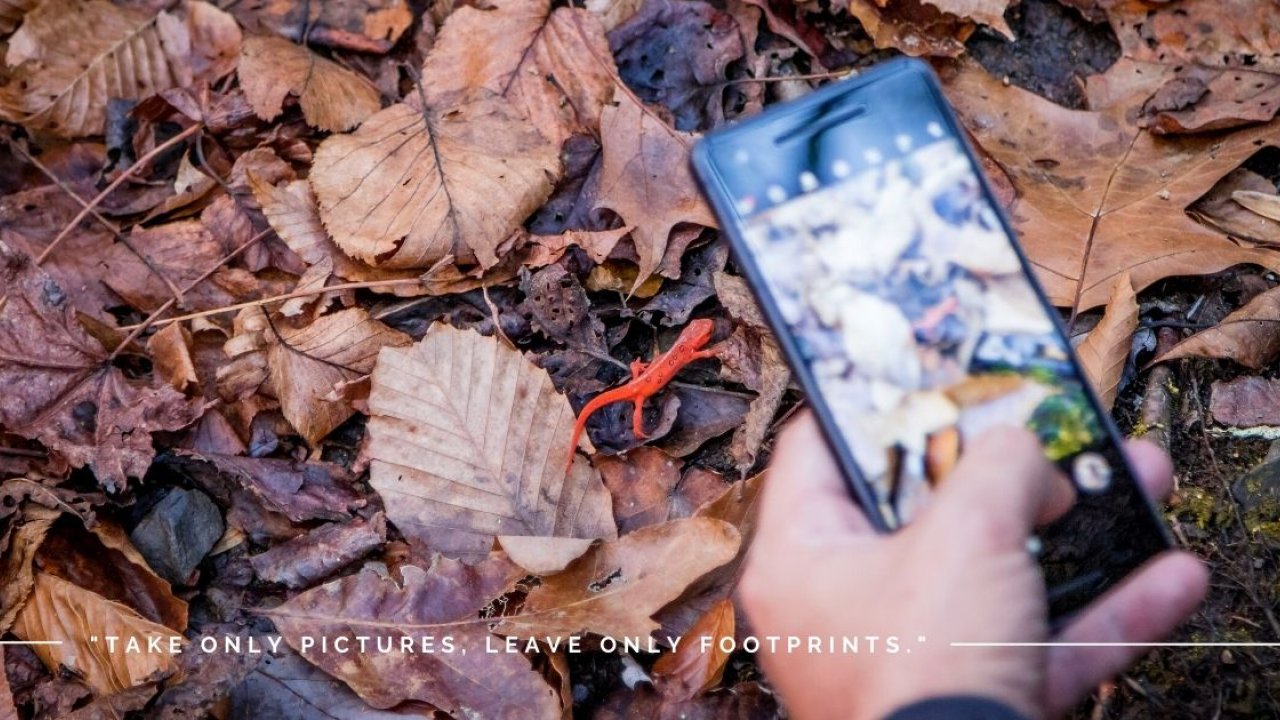 A hand holds a smartphone capturing a small, red object among fallen brown leaves. Text reads, "Take only pictures, leave only footprints."