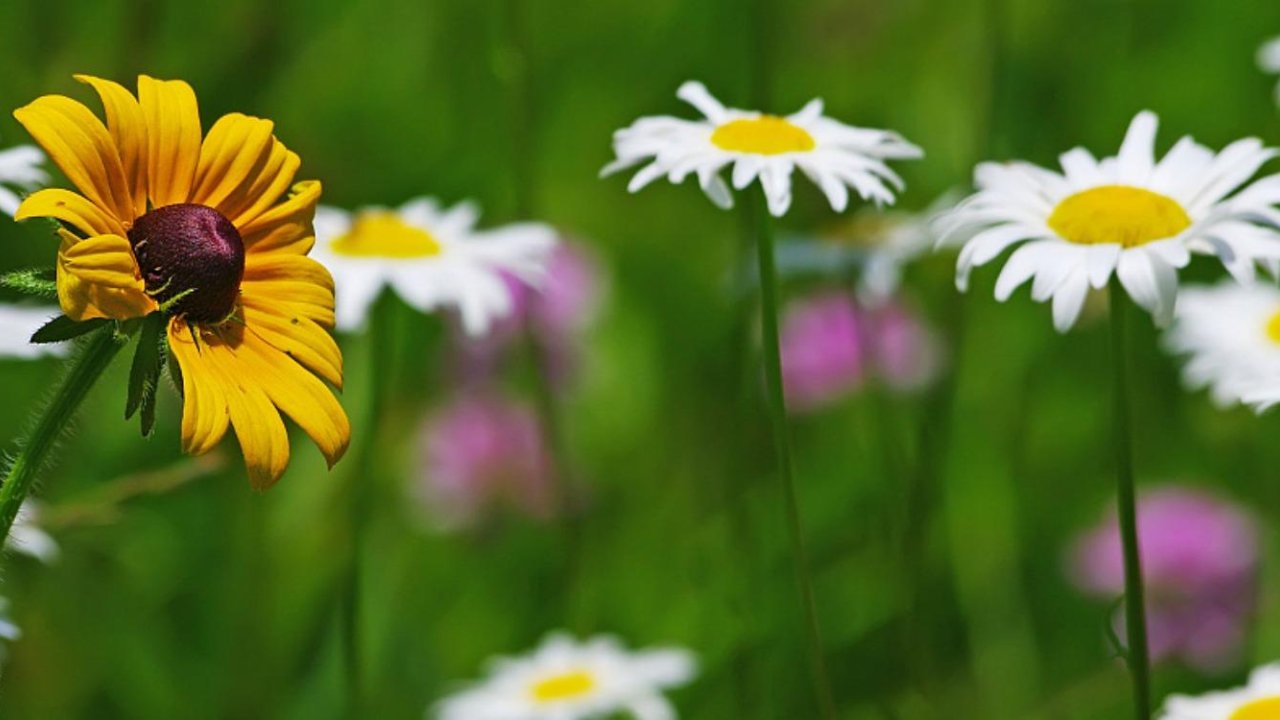 A vibrant yellow flower stands out among white daisies in a lush green field. The scene conveys a lively, cheerful tone with soft focus in the background.