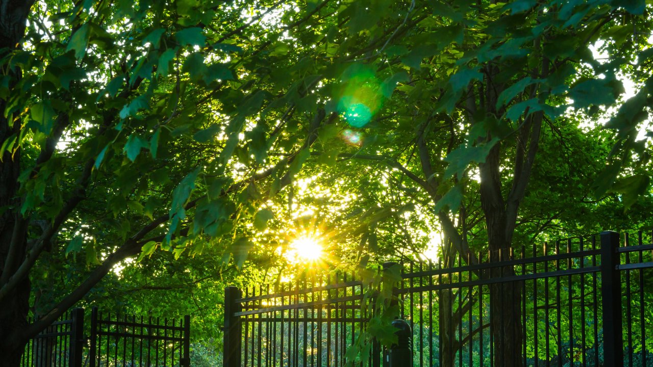 Sunlight filters through lush green leaves above a tall black metal fence, creating a serene and peaceful atmosphere in the park setting.