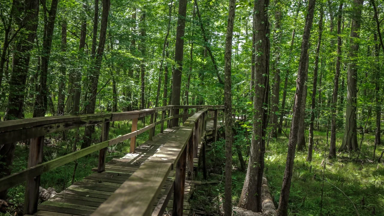 Wooden boardwalk through a lush forest.