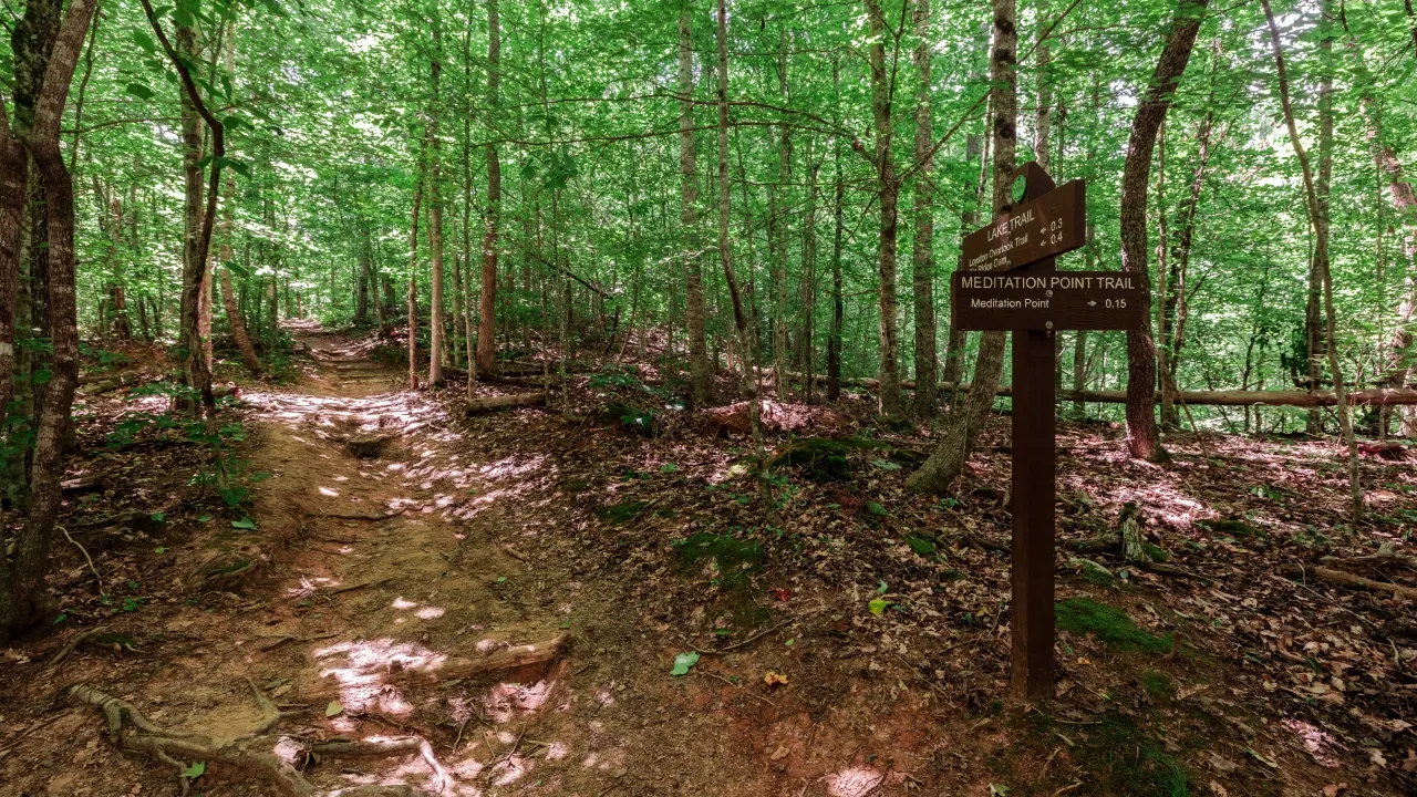 Forest trail with green canopy and a wooden trail sign.