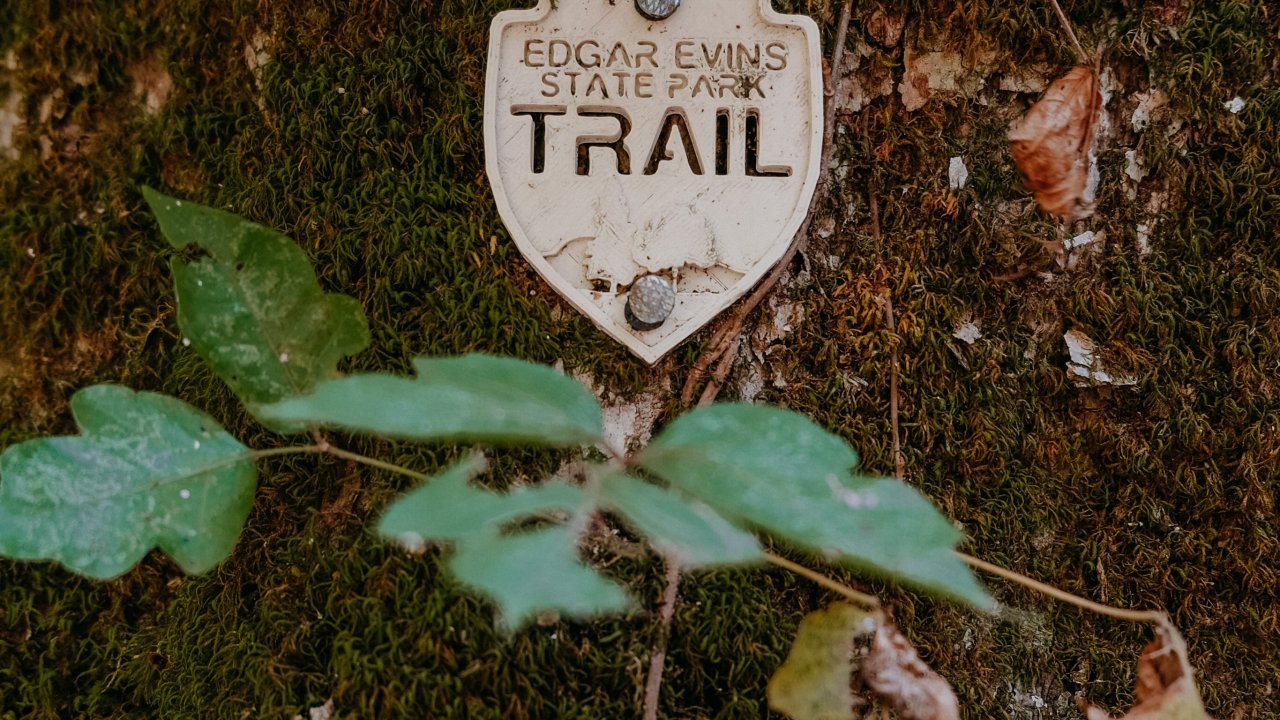 trail marker embedded in a tree