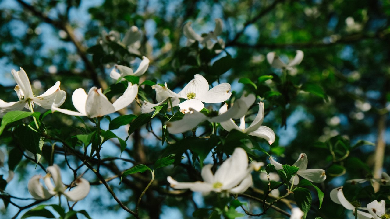 dogwood flowers blossoming on the tree branches