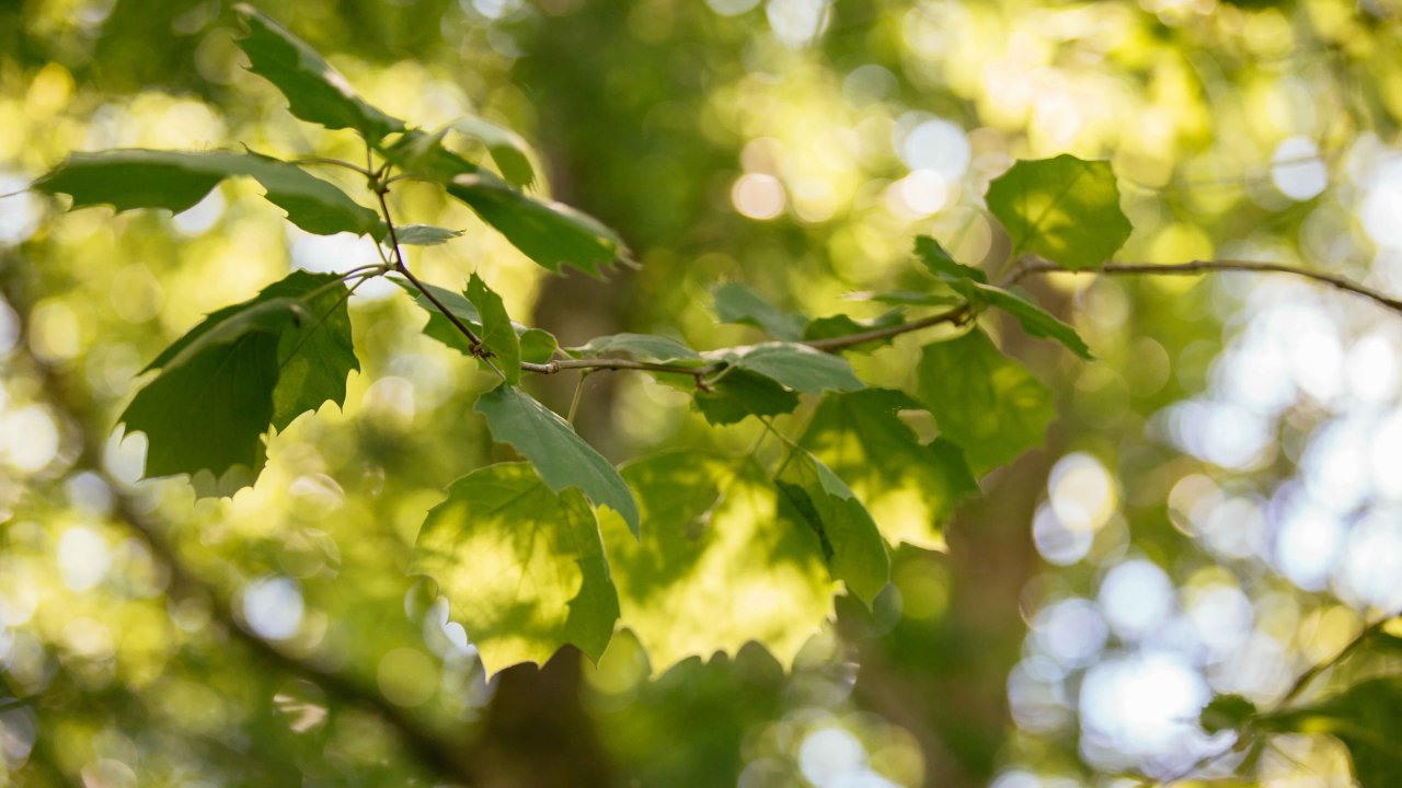oak leaves