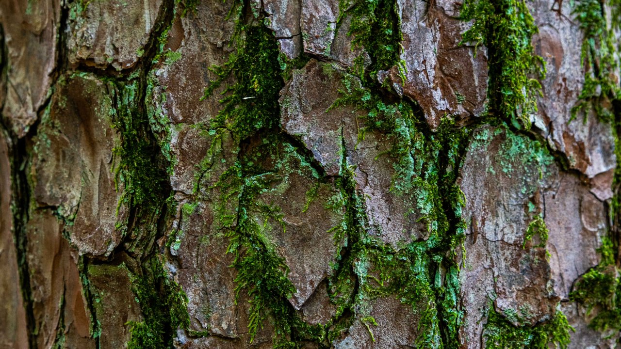 moss in the bark of a tree