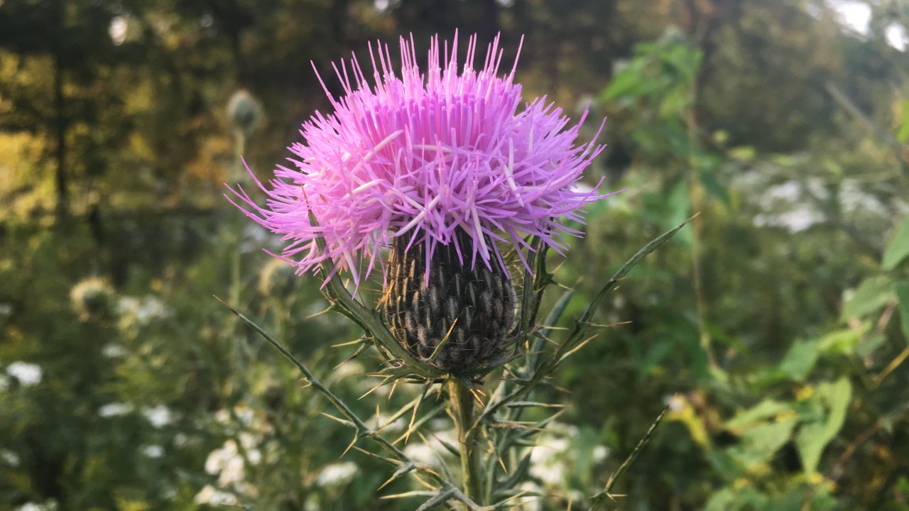 Close-up of a vibrant purple thistle flower with spiky petals, set against a blurred background of lush greenery and soft sunlight.