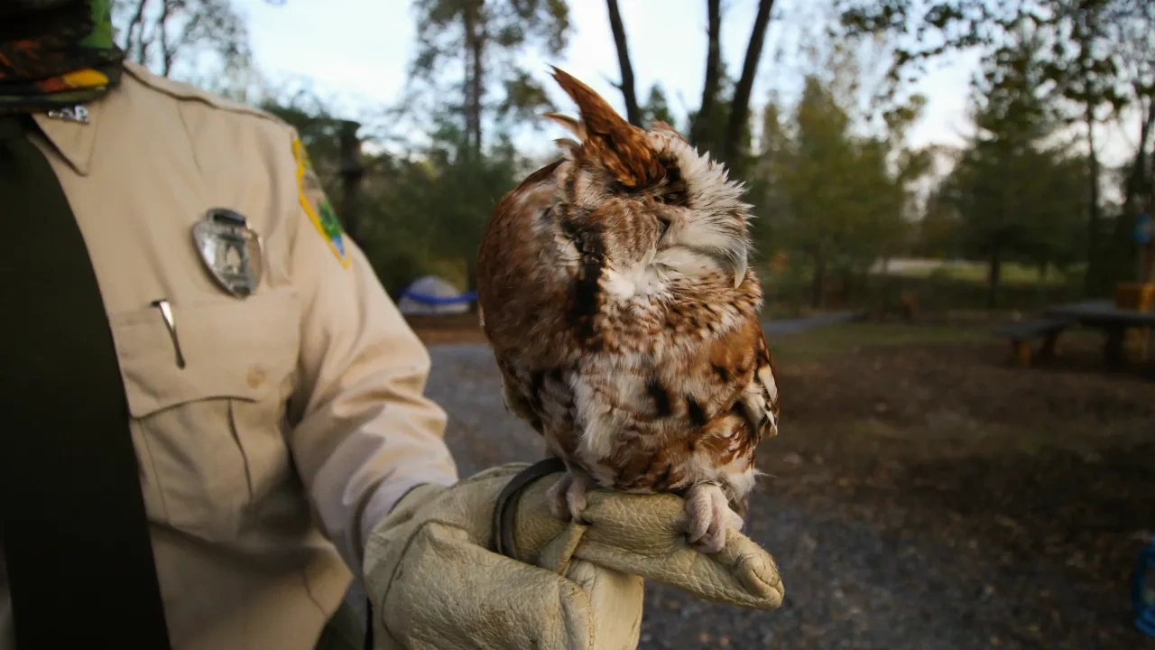 Ranger holding a brown feathered medium sized bird.