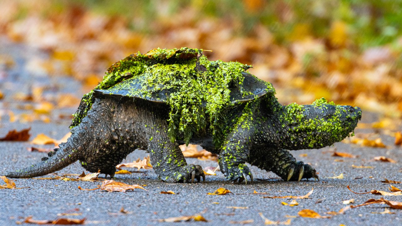 A snapping turtle covered in vibrant green moss walks across a road strewn with autumn leaves, creating a textured and earthy scene.