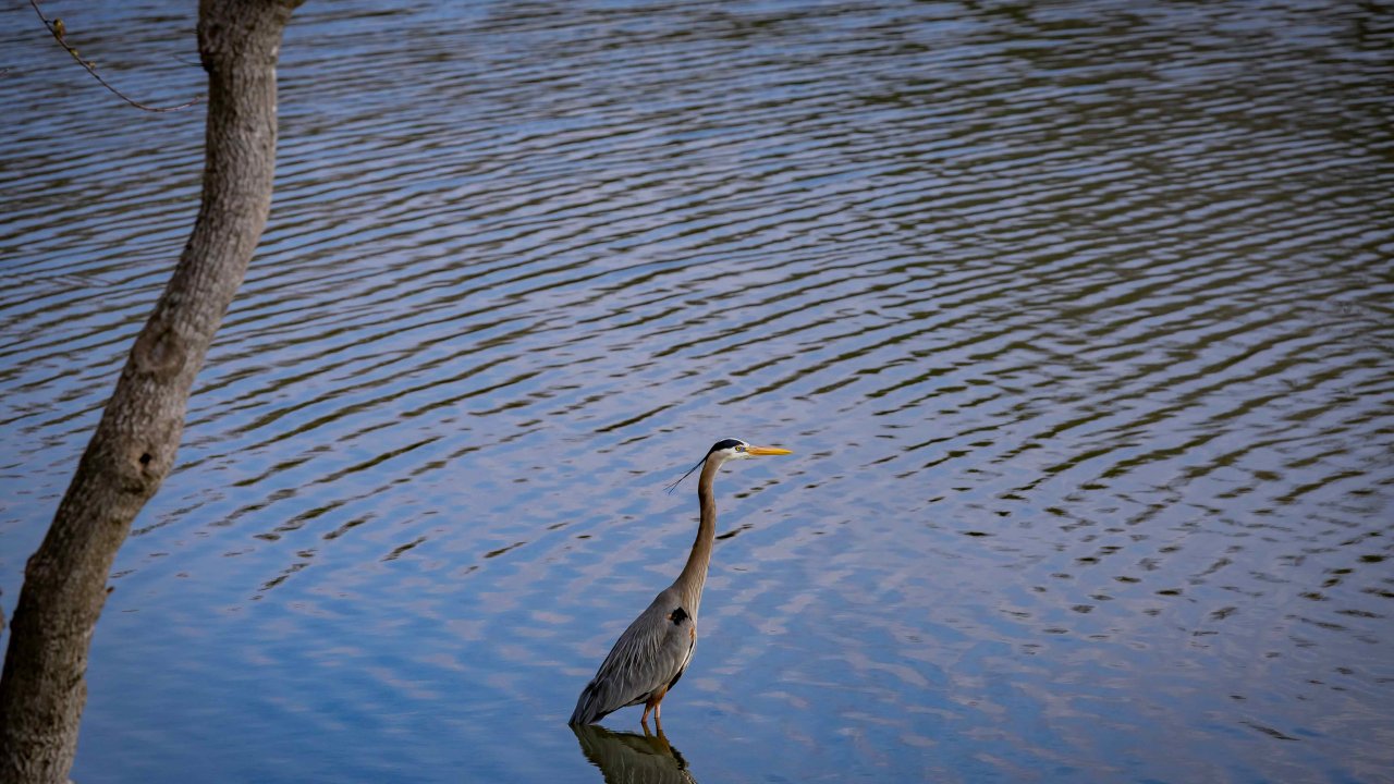 A heron stands in calm blue water near a bare tree branch, conveying peacefulness. The water's ripples create gentle patterns around the bird.