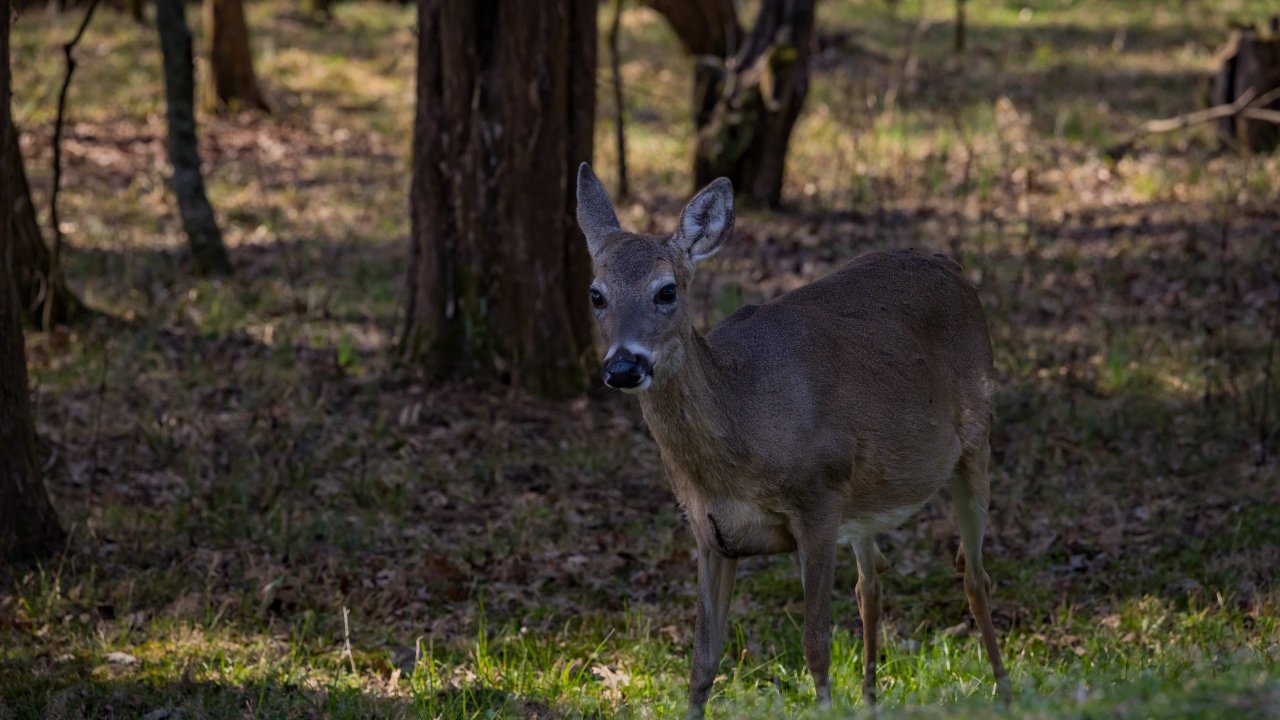 A doe in the grassy wooded area of a park