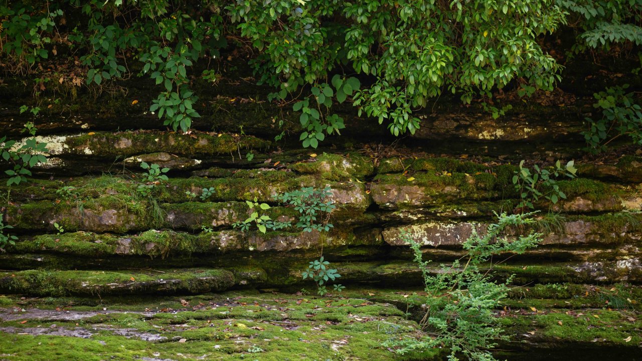 layered rocks with leaves and moss 