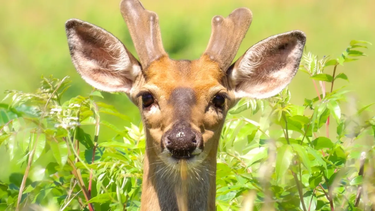 deer popping its head out of bushes