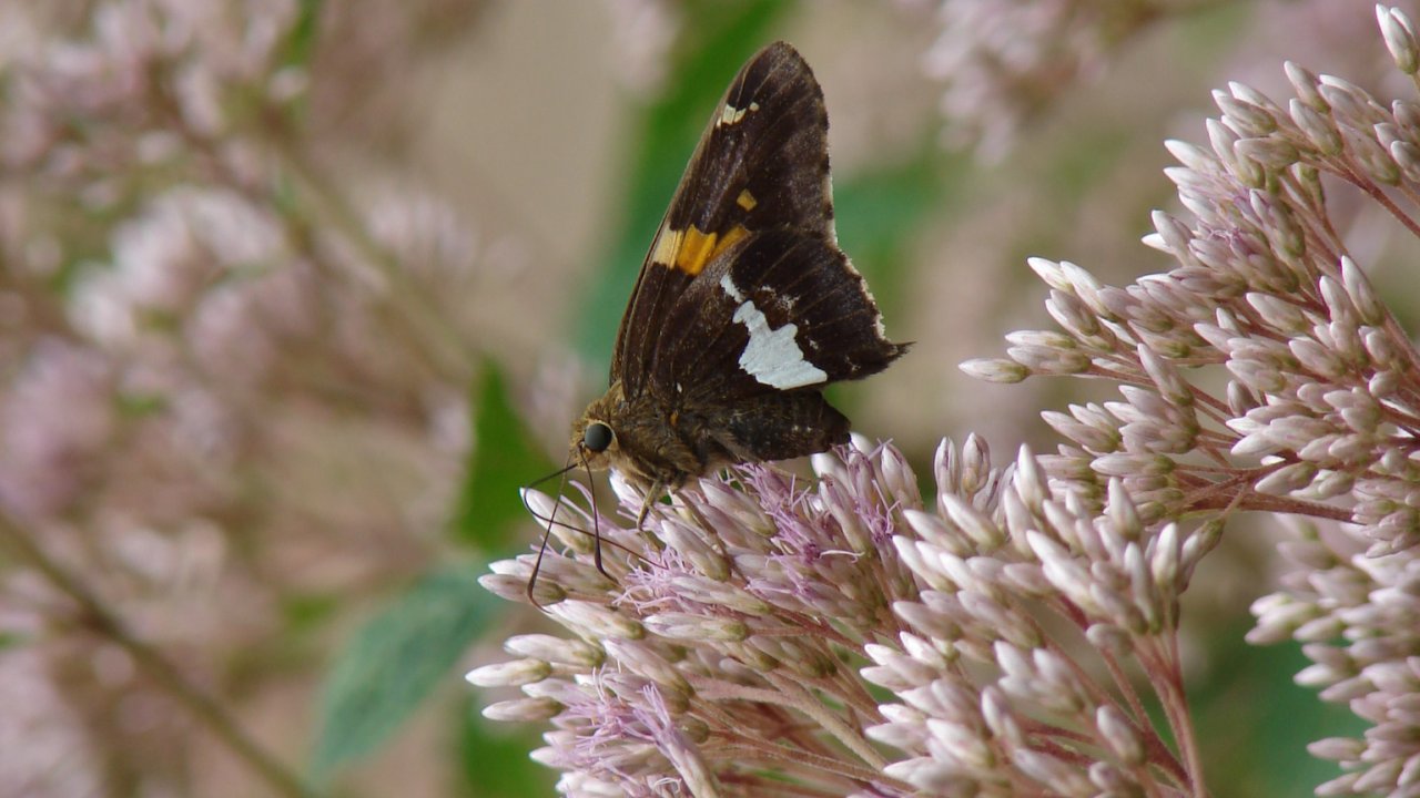 butterfly on milkweed