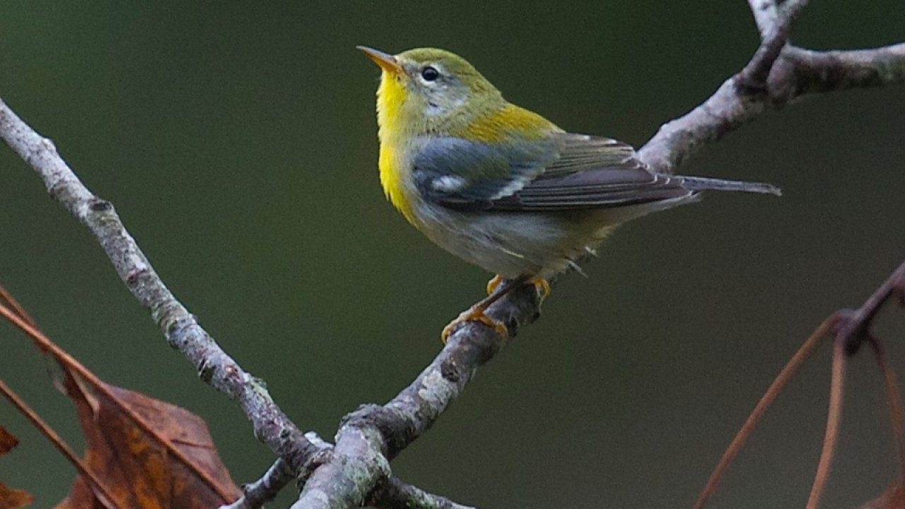 yellow warbler