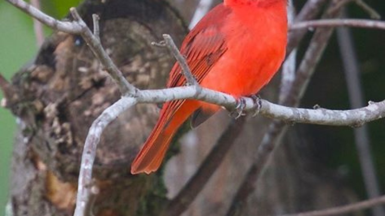 red bird