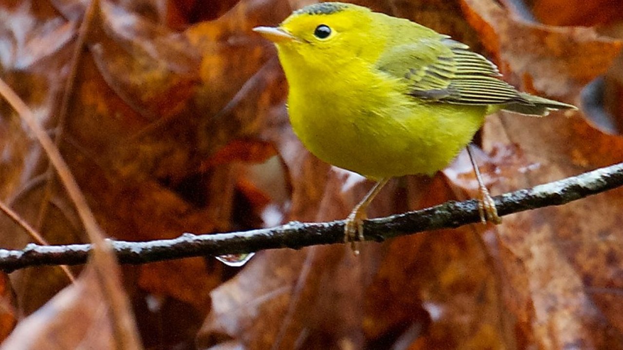 yellow bird