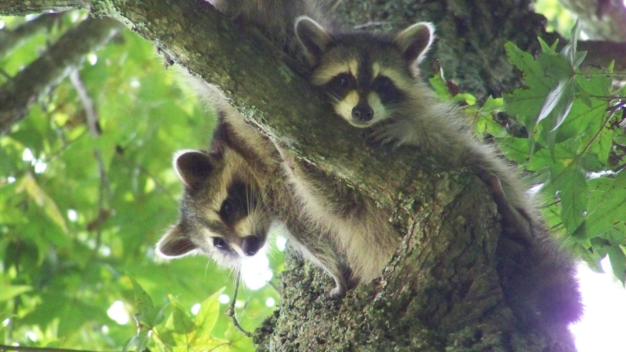2 raccoons nestled on a branch looking down at you